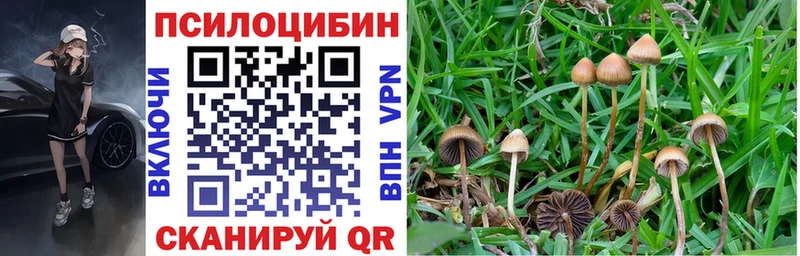Псилоцибиновые грибы Psilocybine cubensis  Орлов 